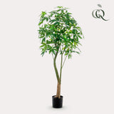 Pianta d'arte - Pachira Aquatica - Geldboom - 180 cm