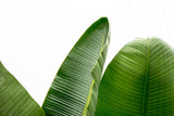 Strelitzia Augusta di lusso XXL - 250cm - ø38