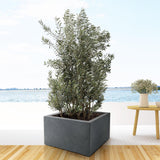 Striscia di Olea Europaea - 225 cm- Ø50