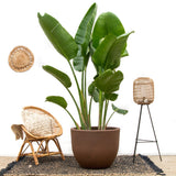 Strelitzia Augusta di lusso XXL - 250cm - ø38