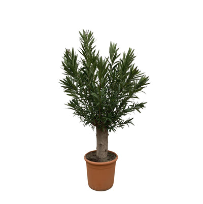 Bonsai di Nerium Oleander - 190 cm - ø45