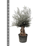 Bonsai di Olea Europaea - 225 cm - Ø80