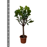 Ficus Lyrata Boom XXL - 210 cm - ø40