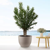 Bonsai di Nerium Oleander - 190 cm - ø45