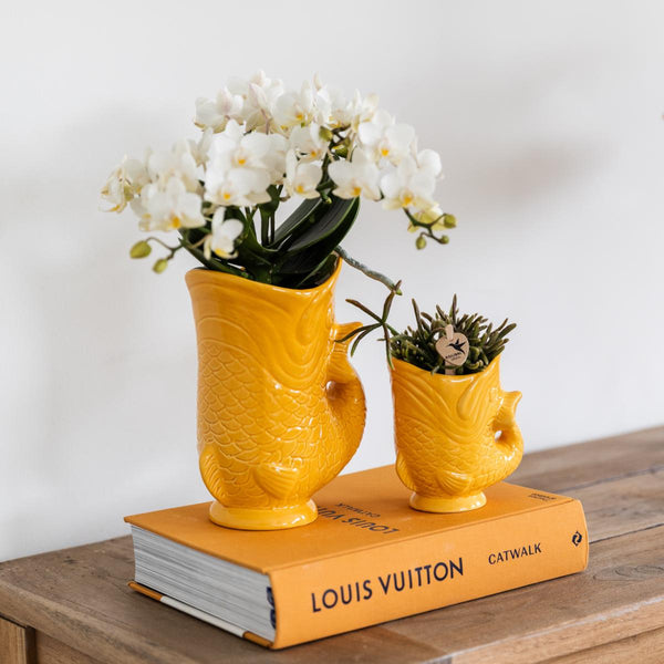 Orchidee Kolibri | Set di orchidee bianche Nazaré in succulente in Pesce sierpot oranje - potmaat Ø9cm & Ø6cm | bloeiende kamerplant - vers van de kweker