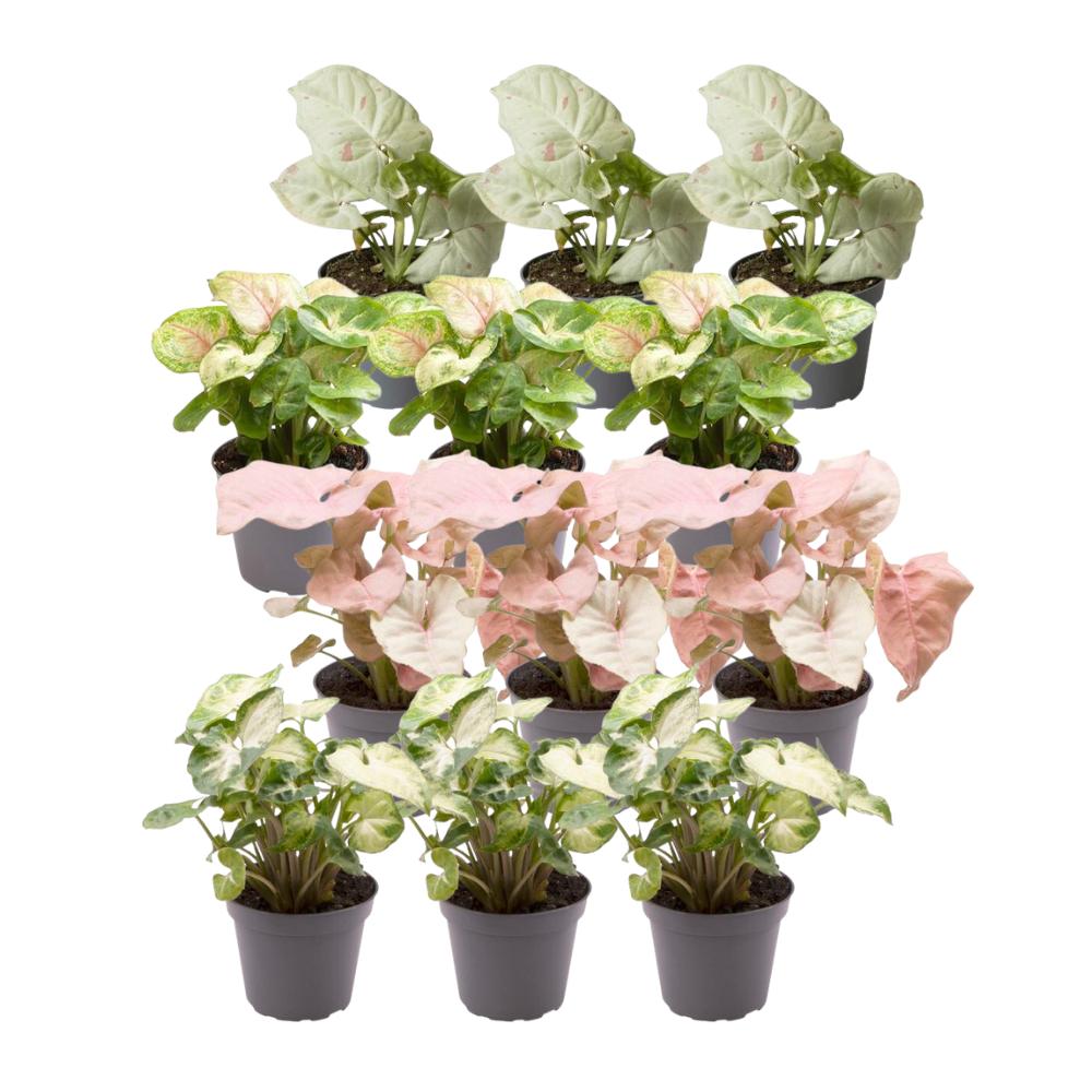 Confezione regalo Syngonium - Set di 12 piante